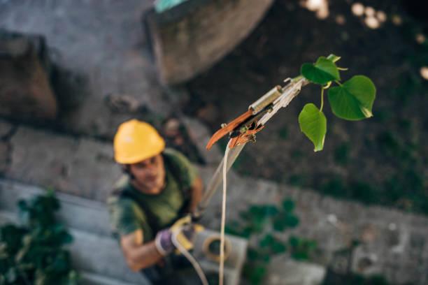 Professional Tree Services in Arthur, IL