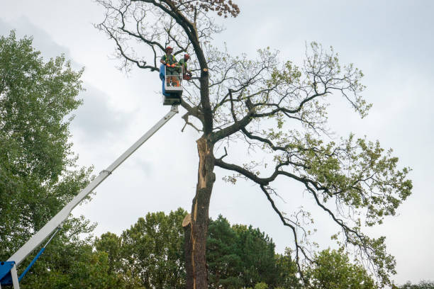 Best Root Management and Removal  in Arthur, IL