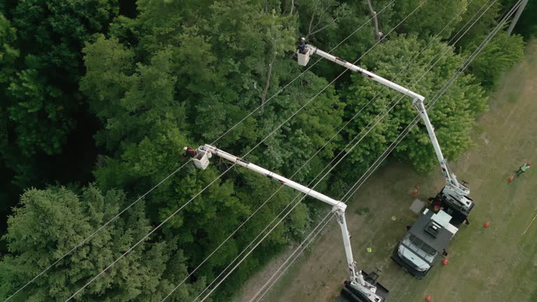 How Our Tree Care Process Works  in  Arthur, IL