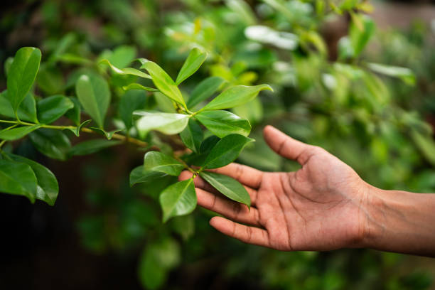 Best Tree Health Inspection  in Arthur, IL