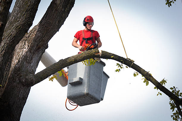 Best Tree Trimming and Pruning  in Arthur, IL