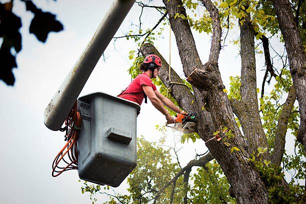 Best Palm Tree Trimming  in Arthur, IL